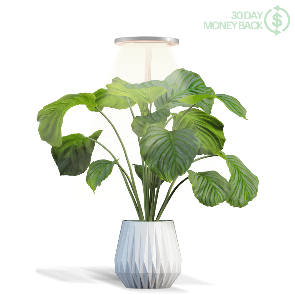 🪴💡The Plant Halo