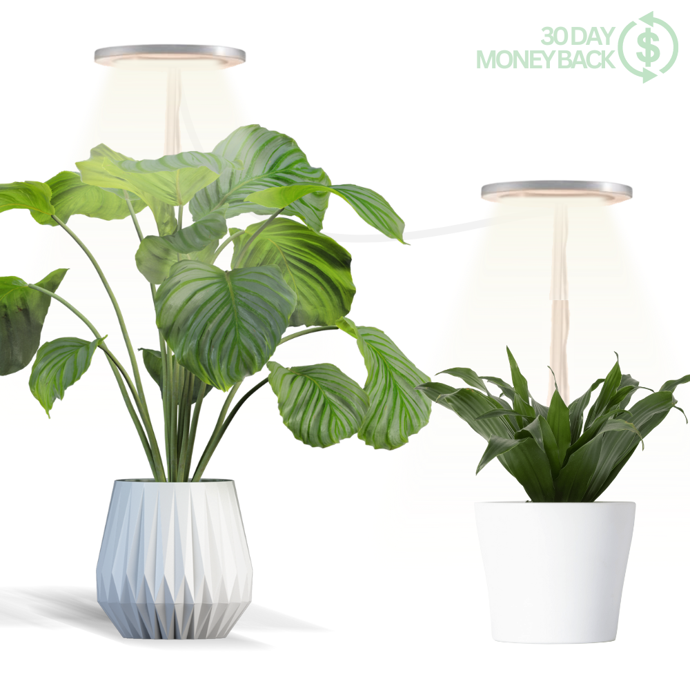 🪴💡The Plant Halo