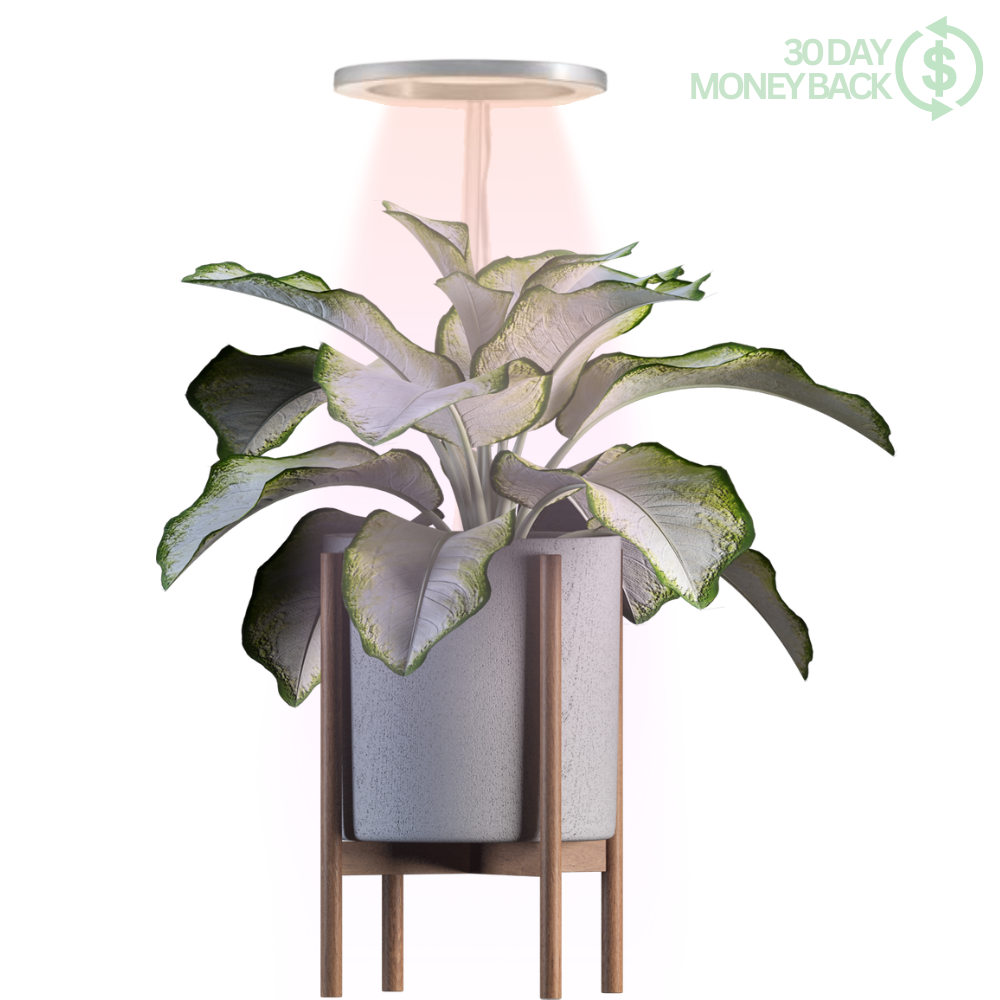🪴💡The Plant Halo