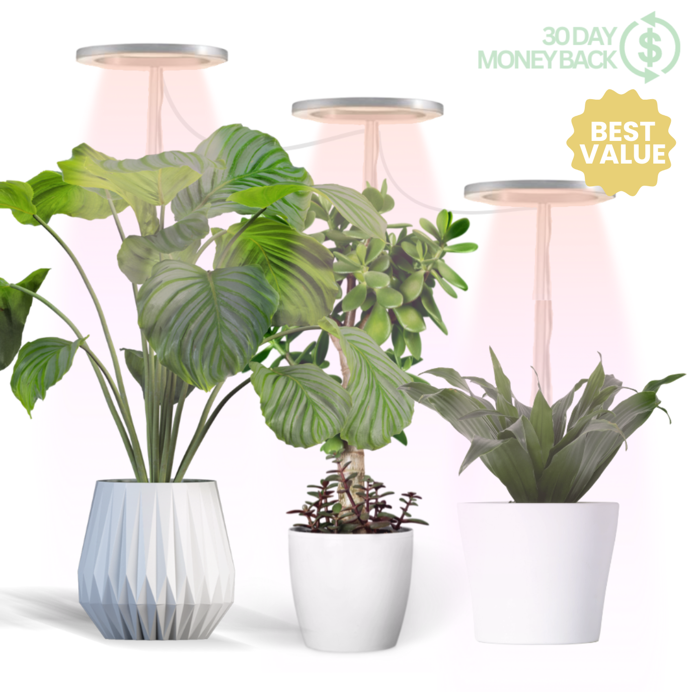 🪴💡The Plant Halo